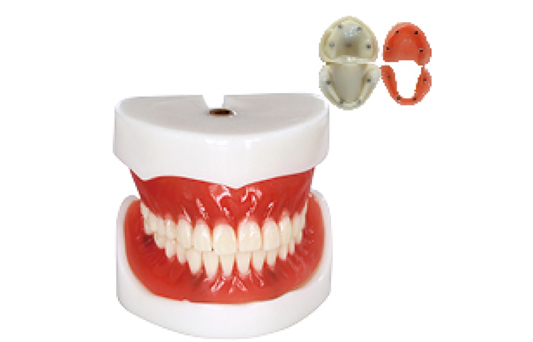 TM-T21 Full Denture Implant Mode